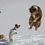 elevage austral et boreal