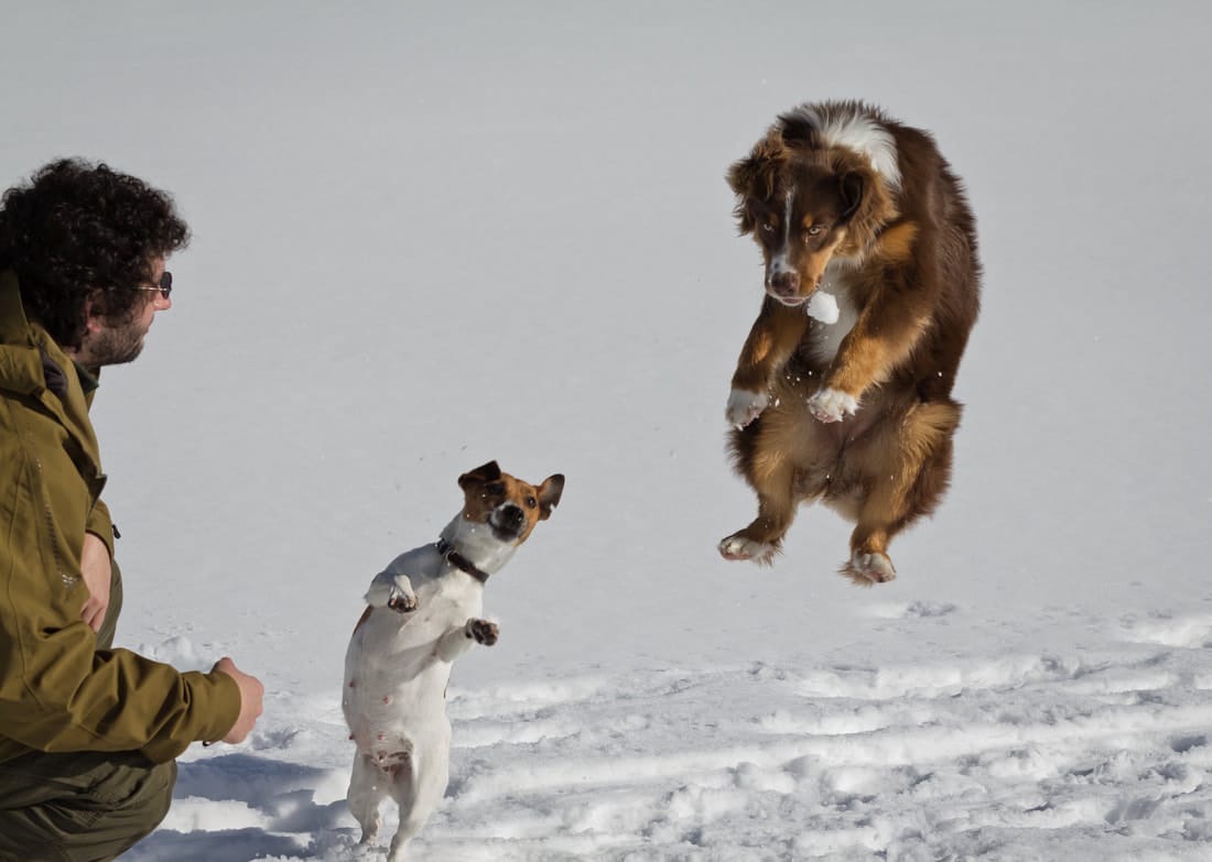 elevage austral et boreal