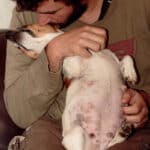 massages gestationnels chienne