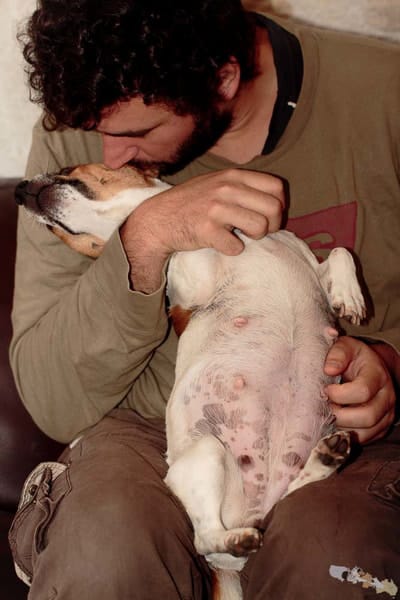 massages gestationnels chienne