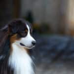 elevage austral et boreal