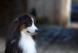 elevage austral et boreal