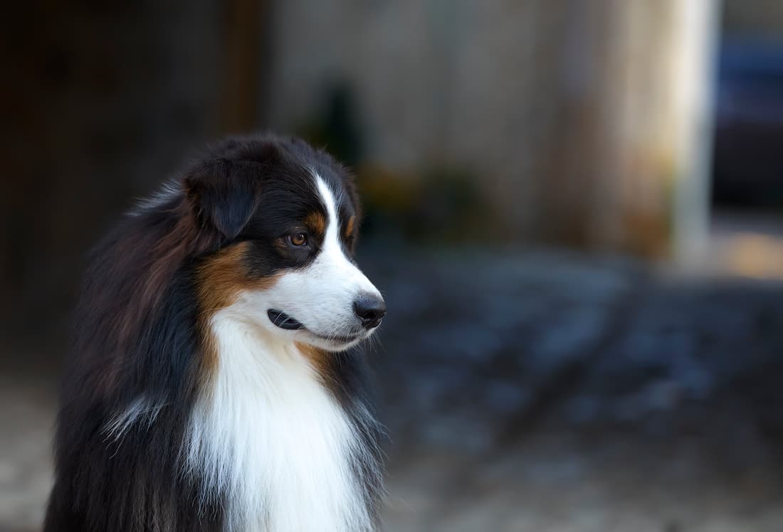 elevage austral et boreal