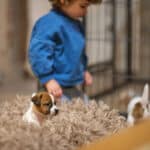 elevage austral et boreal