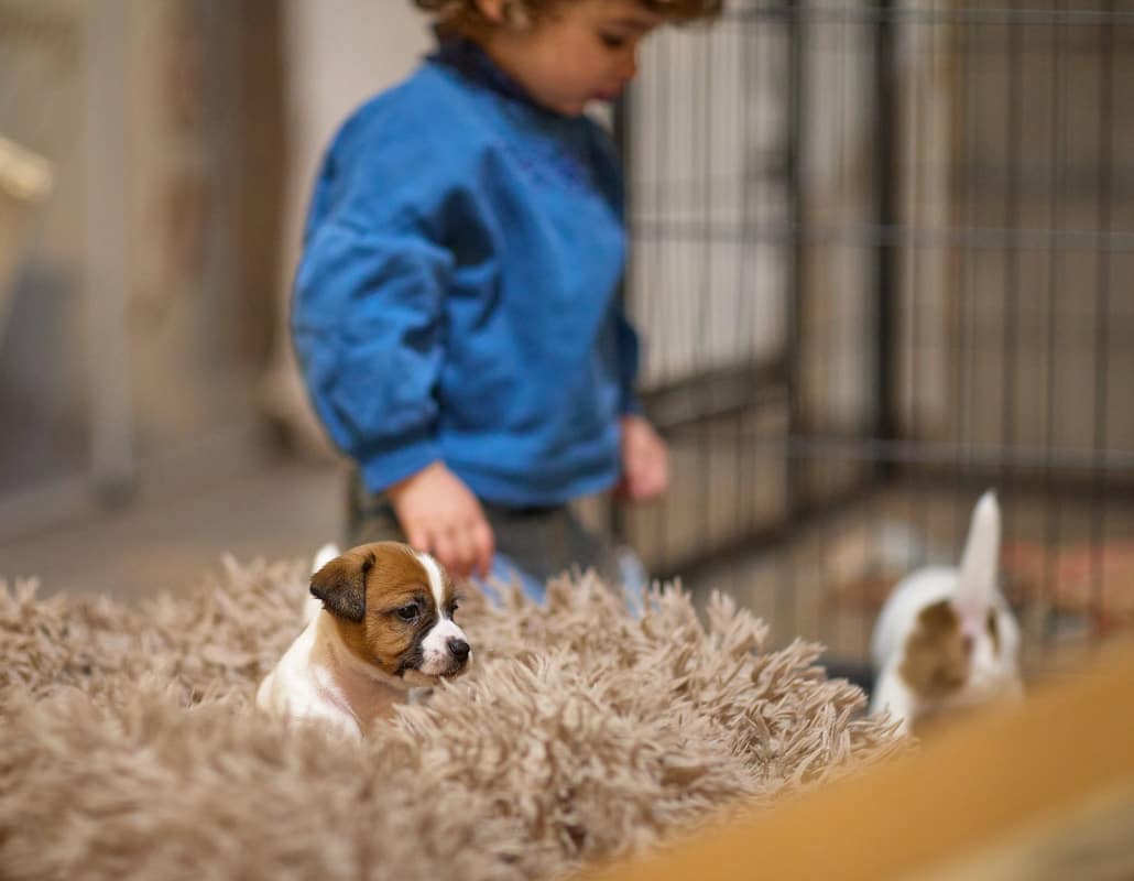 elevage austral et boreal