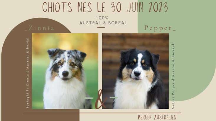 portée bergers australiens