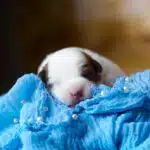 CHIOT JACK RUSSELL SOCIALISATION OPTIMALE EVEIL