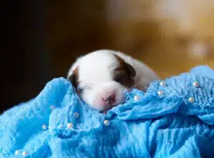 CHIOT JACK RUSSELL SOCIALISATION OPTIMALE EVEIL