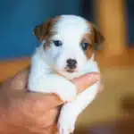 CHIOT JACK RUSSELL SOCIALISATION OPTIMALE EVEIL