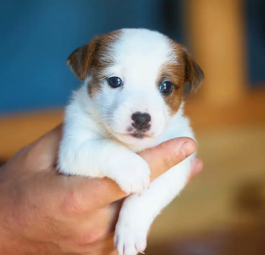 CHIOT JACK RUSSELL SOCIALISATION OPTIMALE EVEIL