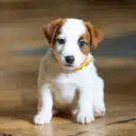 CHIOT JACK RUSSELL SOCIALISATION OPTIMALE EVEIL
