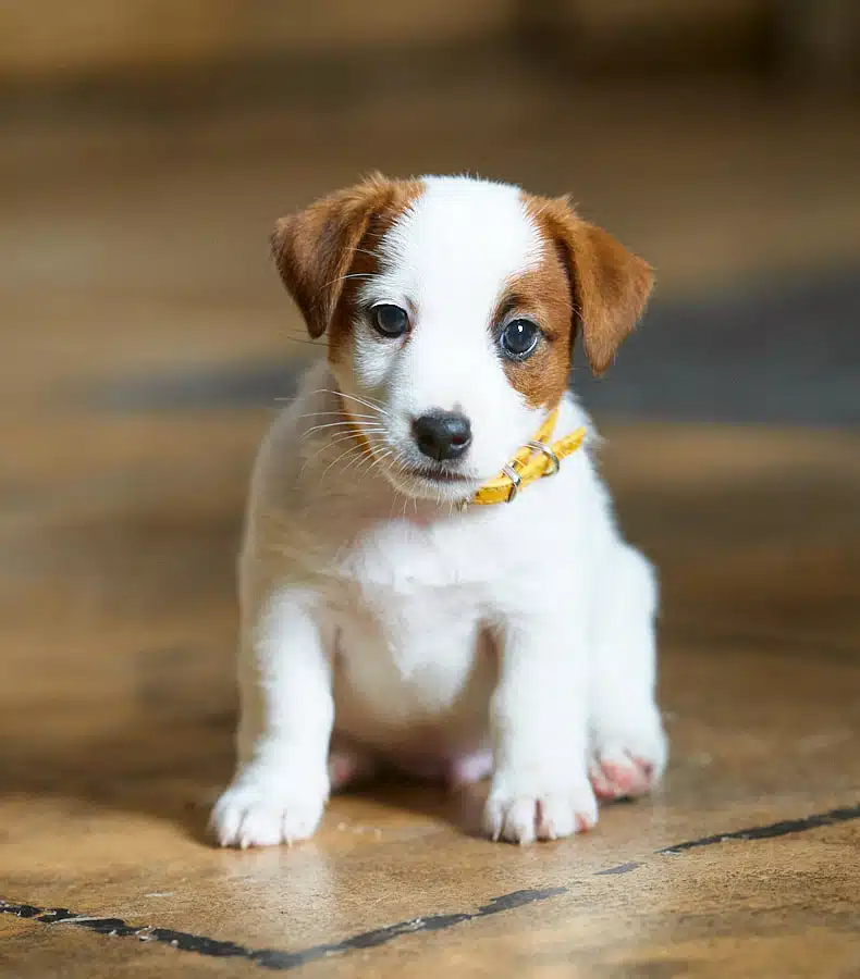 CHIOT JACK RUSSELL SOCIALISATION OPTIMALE EVEIL