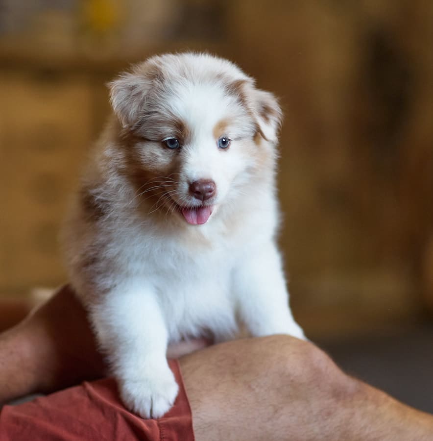 chiot berger australien LOF