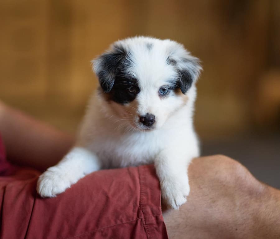 chiot berger australien LOF