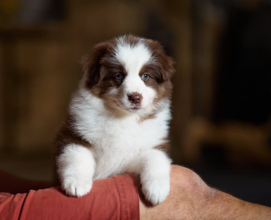 chiot berger australien LOF