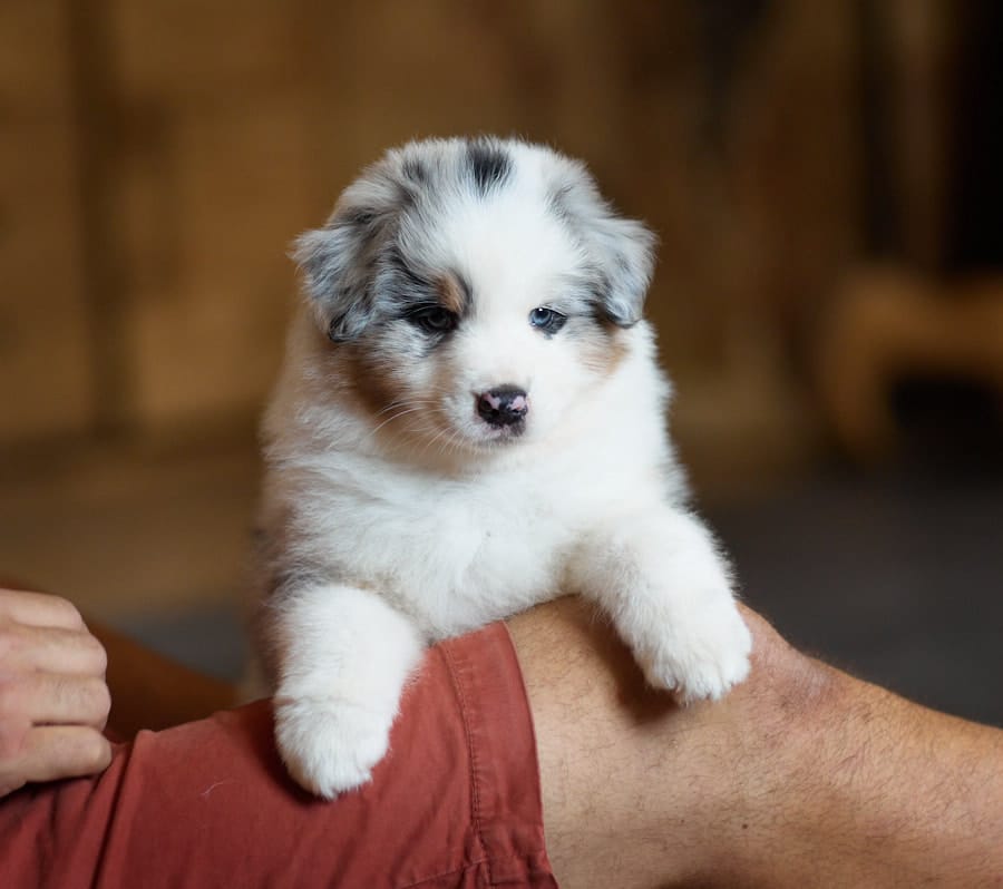 chiot berger australien LOF