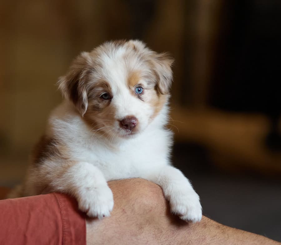 chiot berger australien LOF