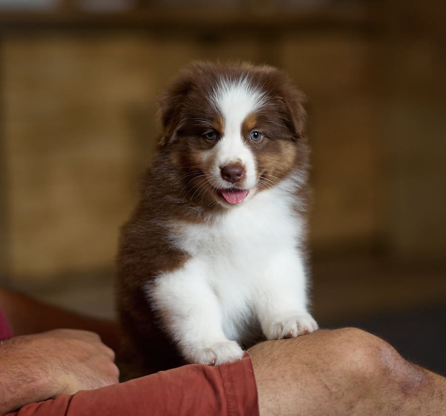 chiot berger australien LOF