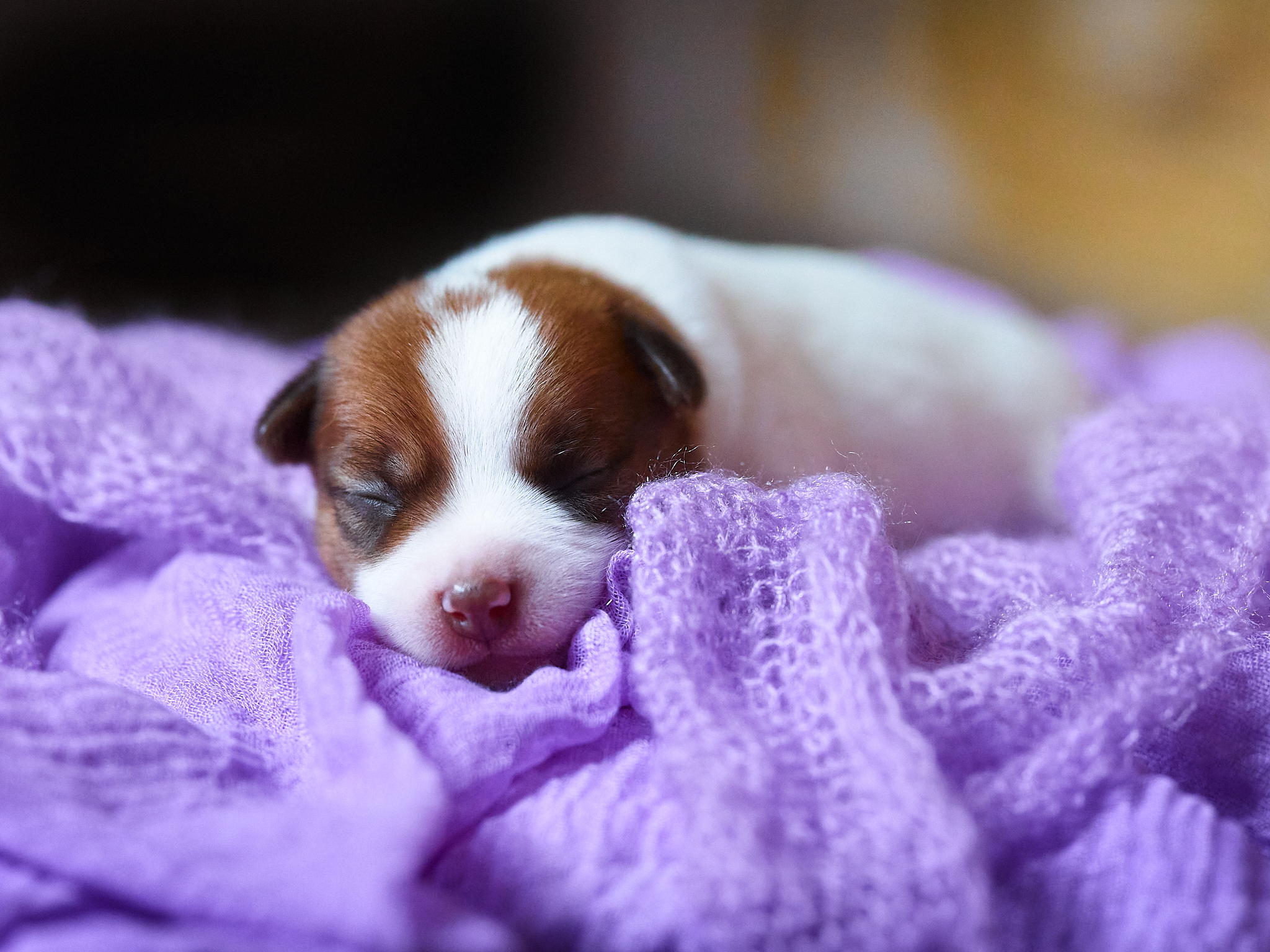 chiot jack russell foie