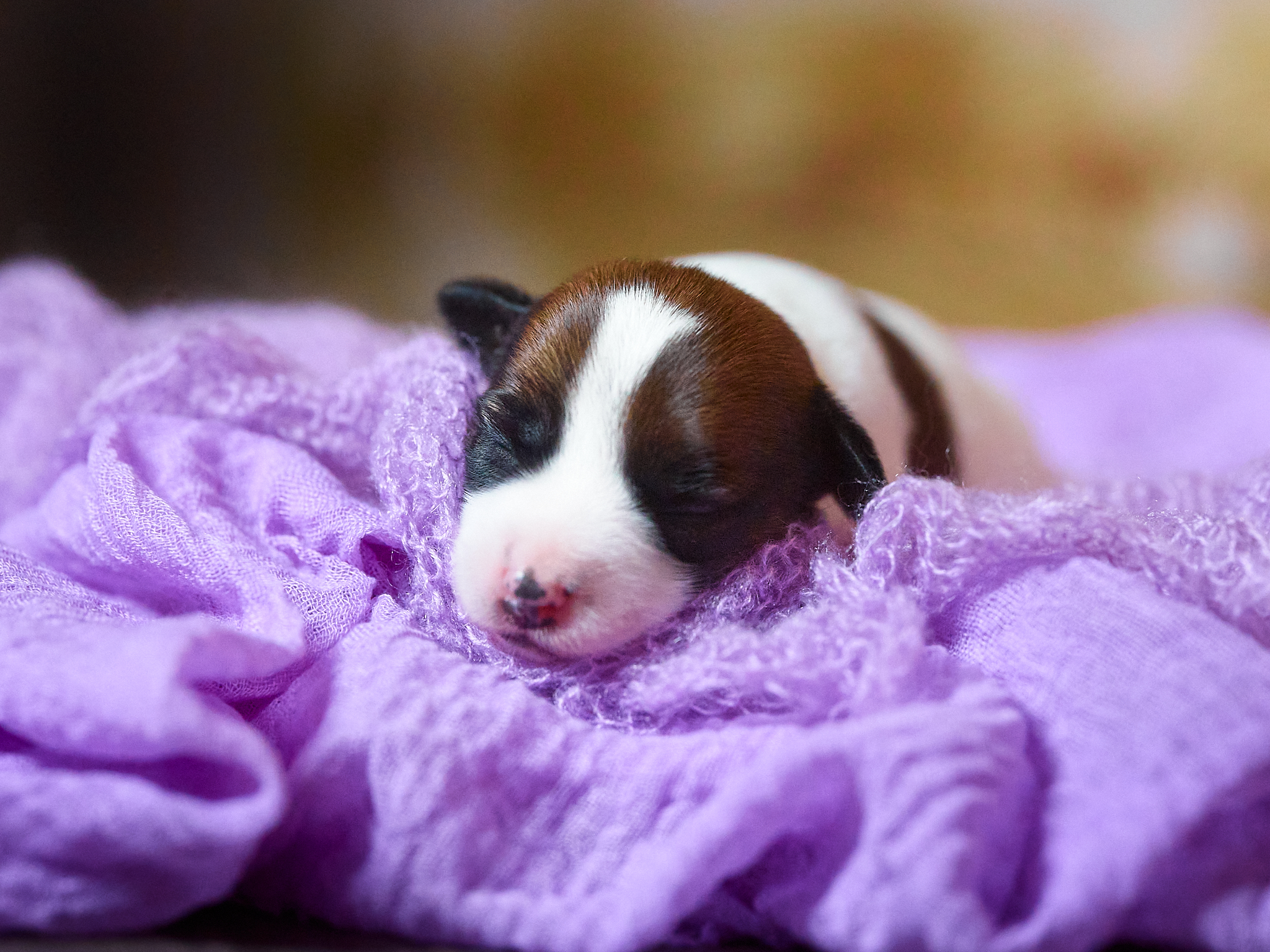 chiot jack russell LOF