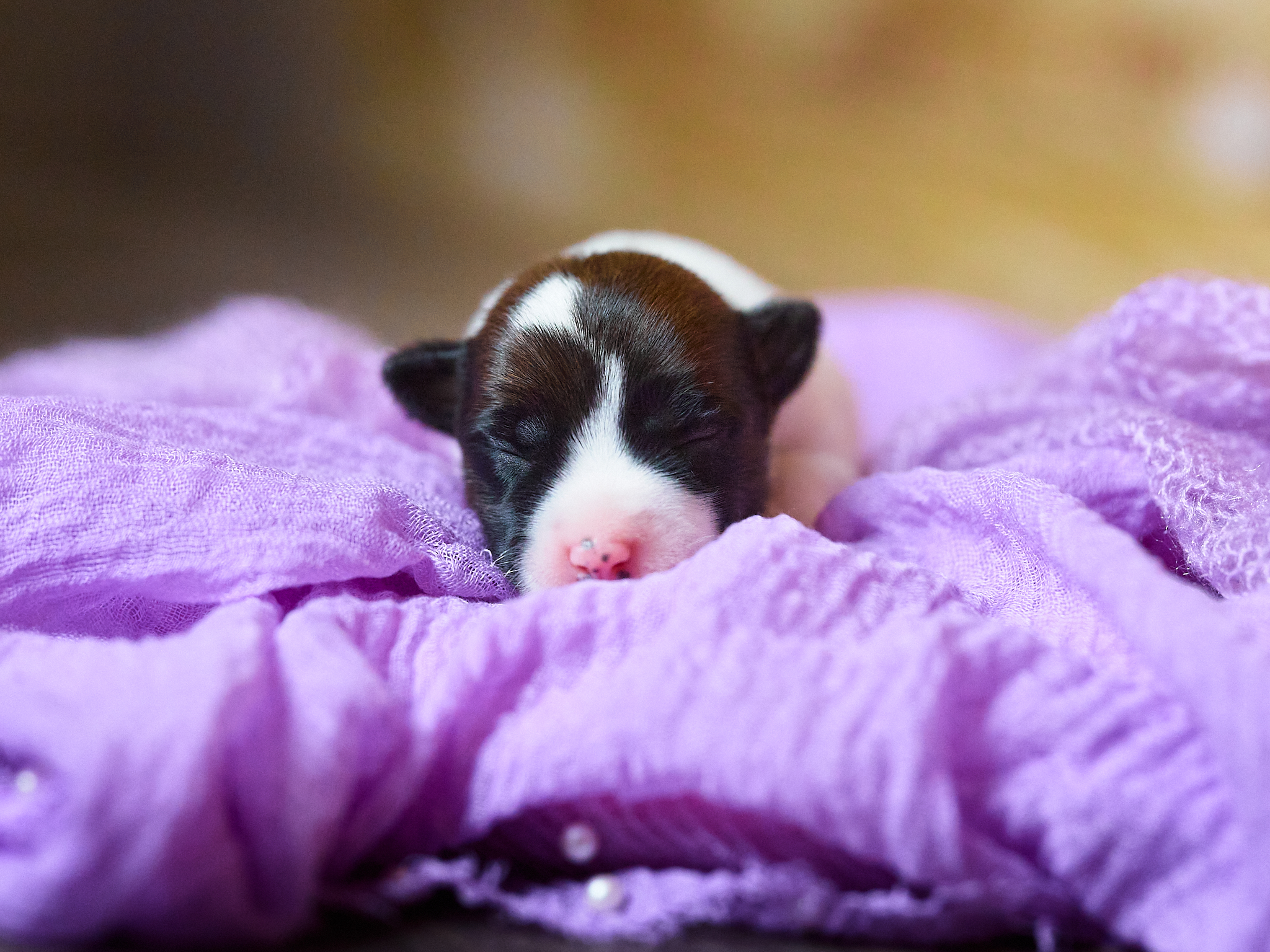 chiot jack russell LOF