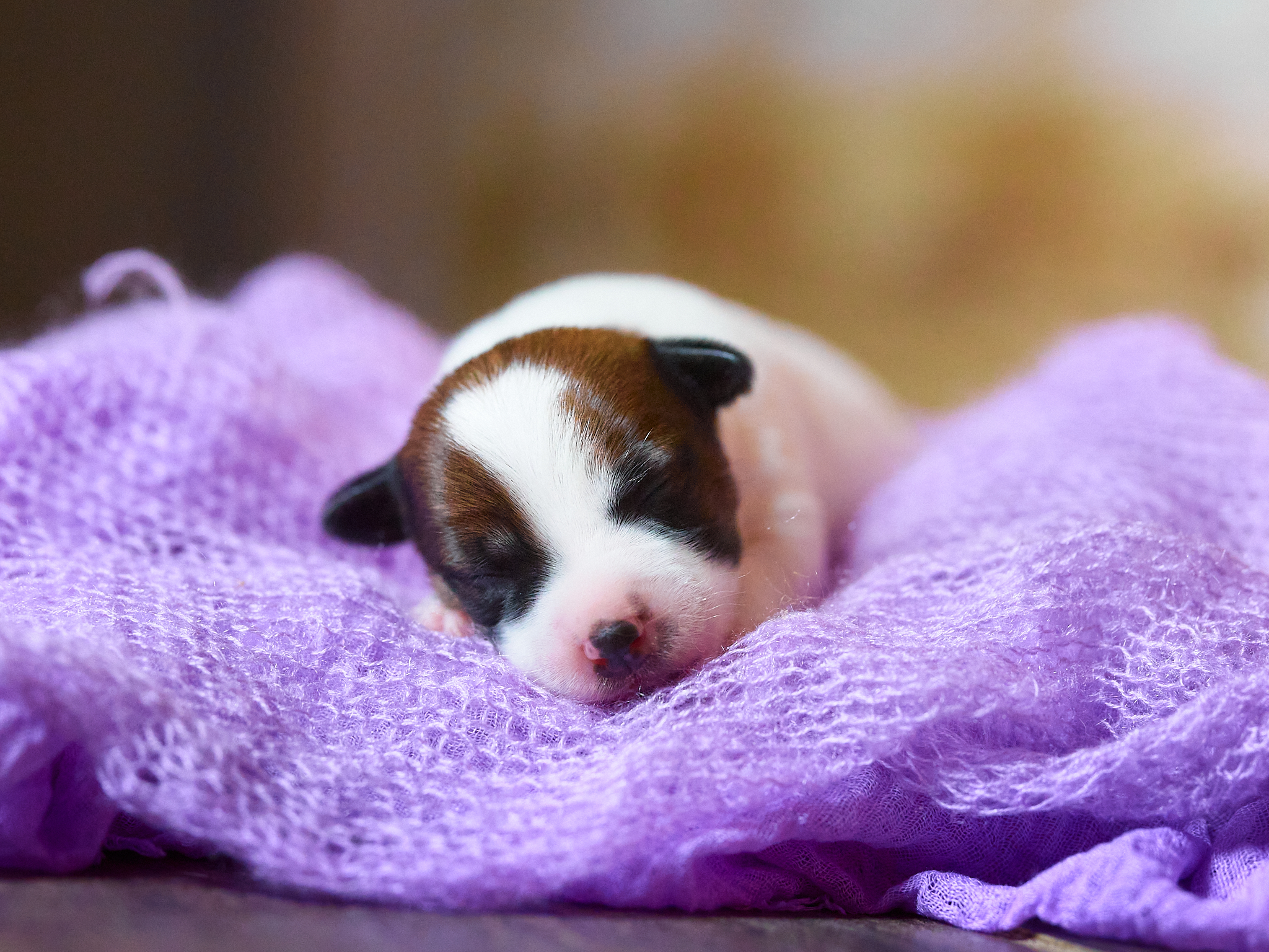 chiot jack russell LOF