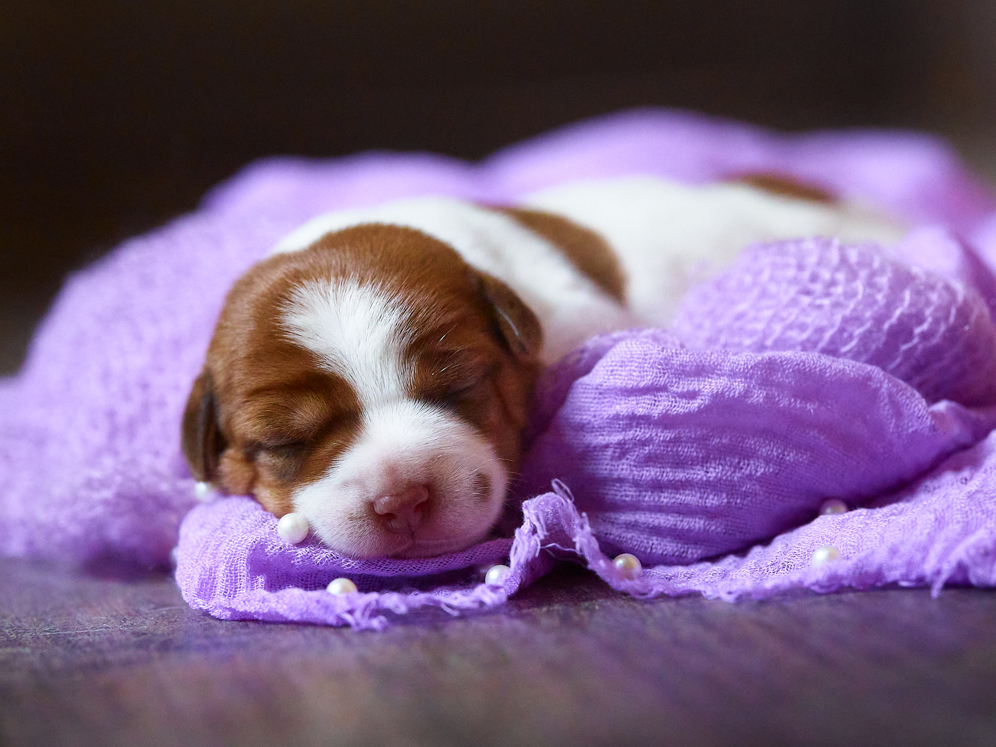 chiot jack russell LOF