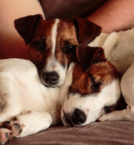 ELEVAGE FAMILIAL JACK RUSSEL