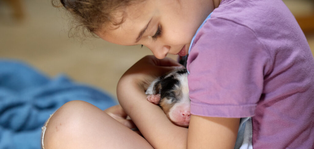 un elevage de berger australien différent