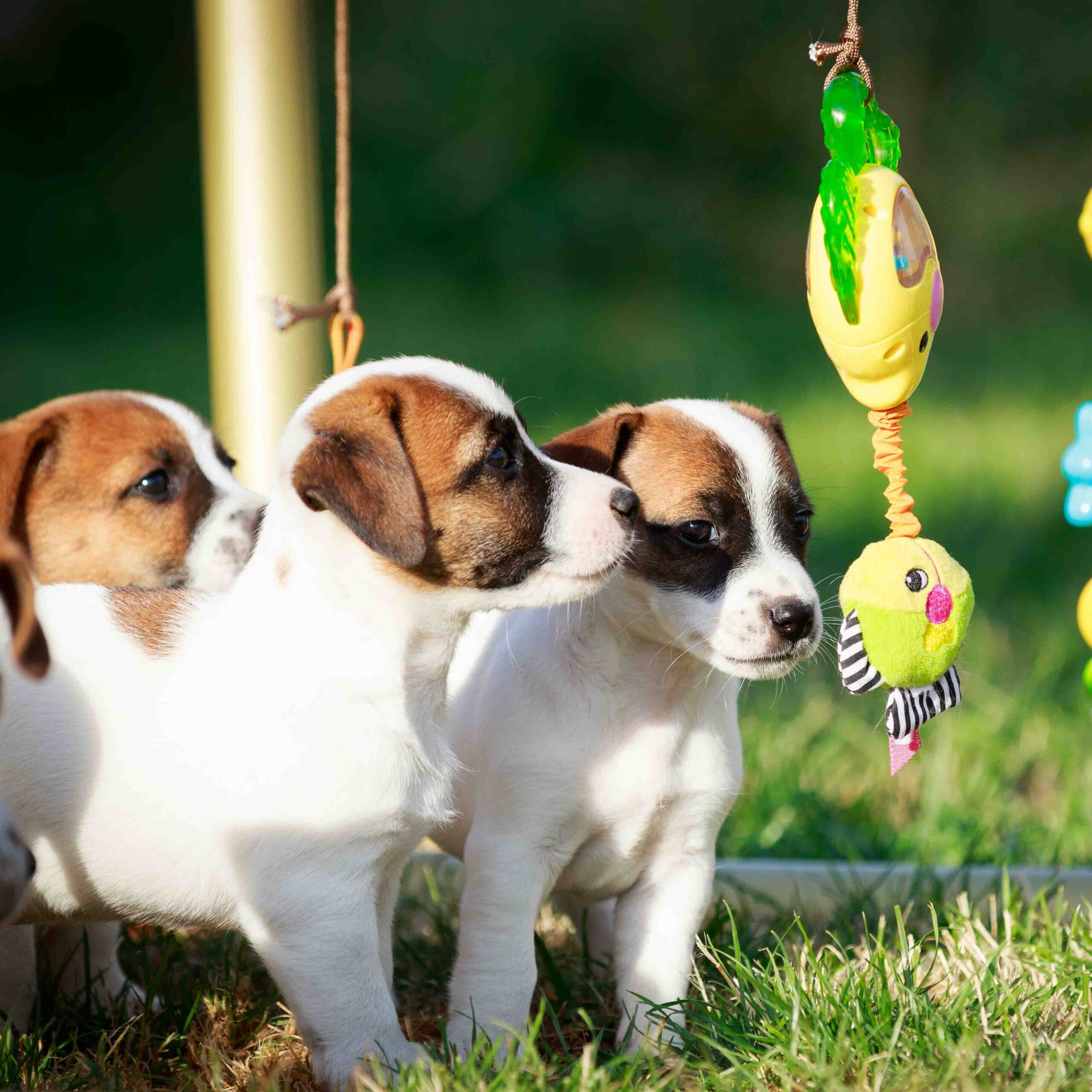 elevage de jack russel