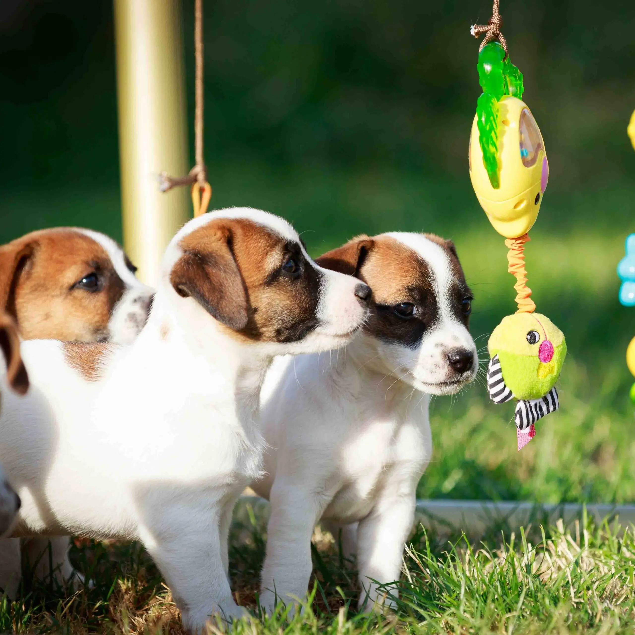 elevage de jack russel