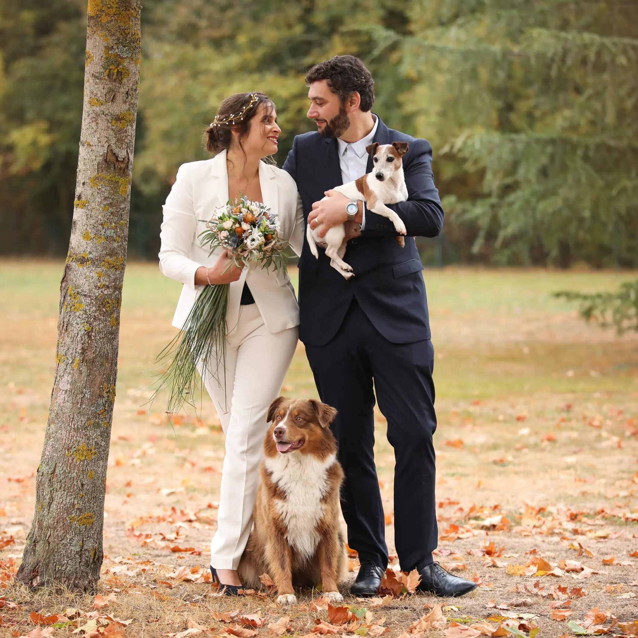 elevage de chiots de race berger australien LOF socialisation familiarisation sociabilisation