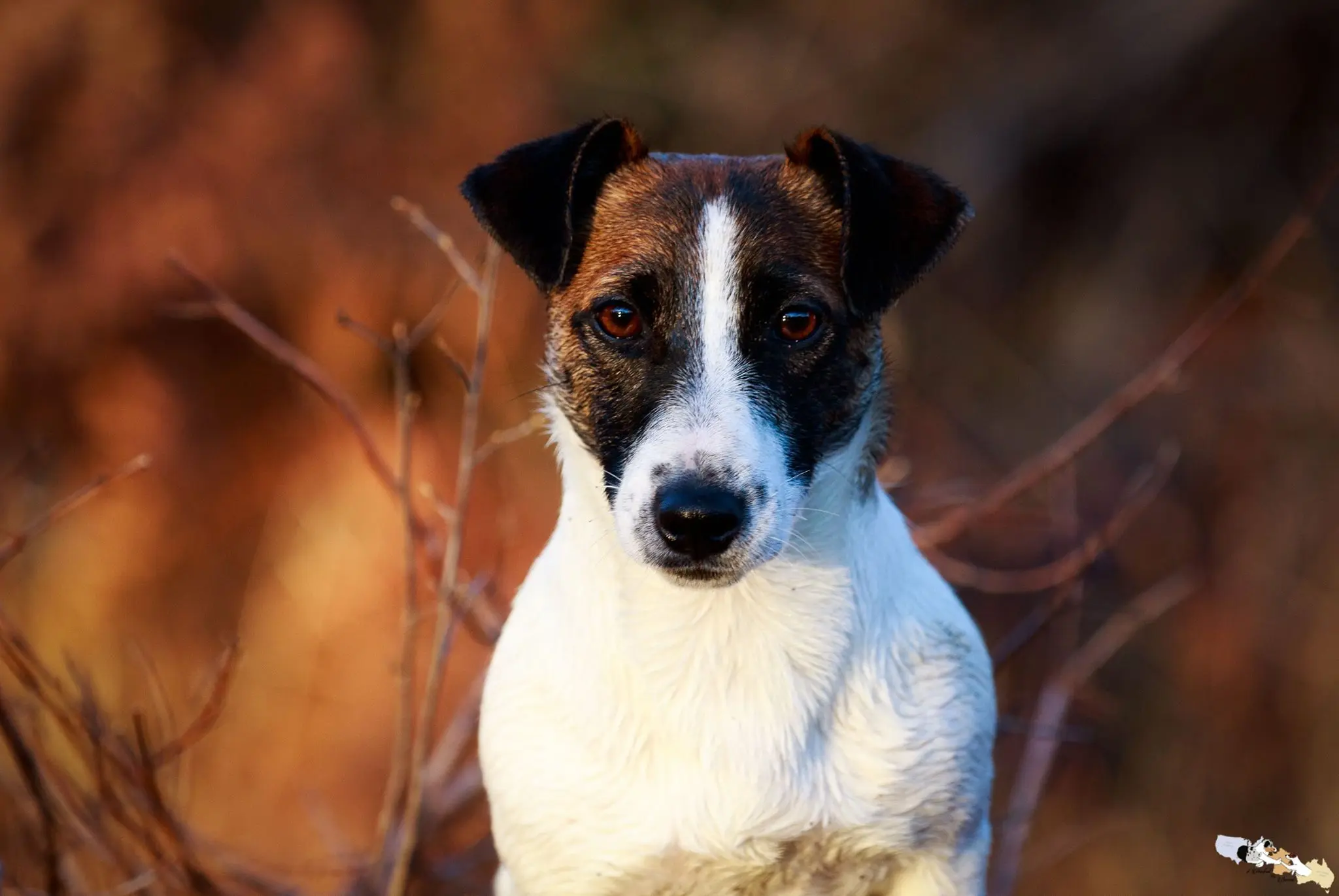 chienne elevage jack russel
