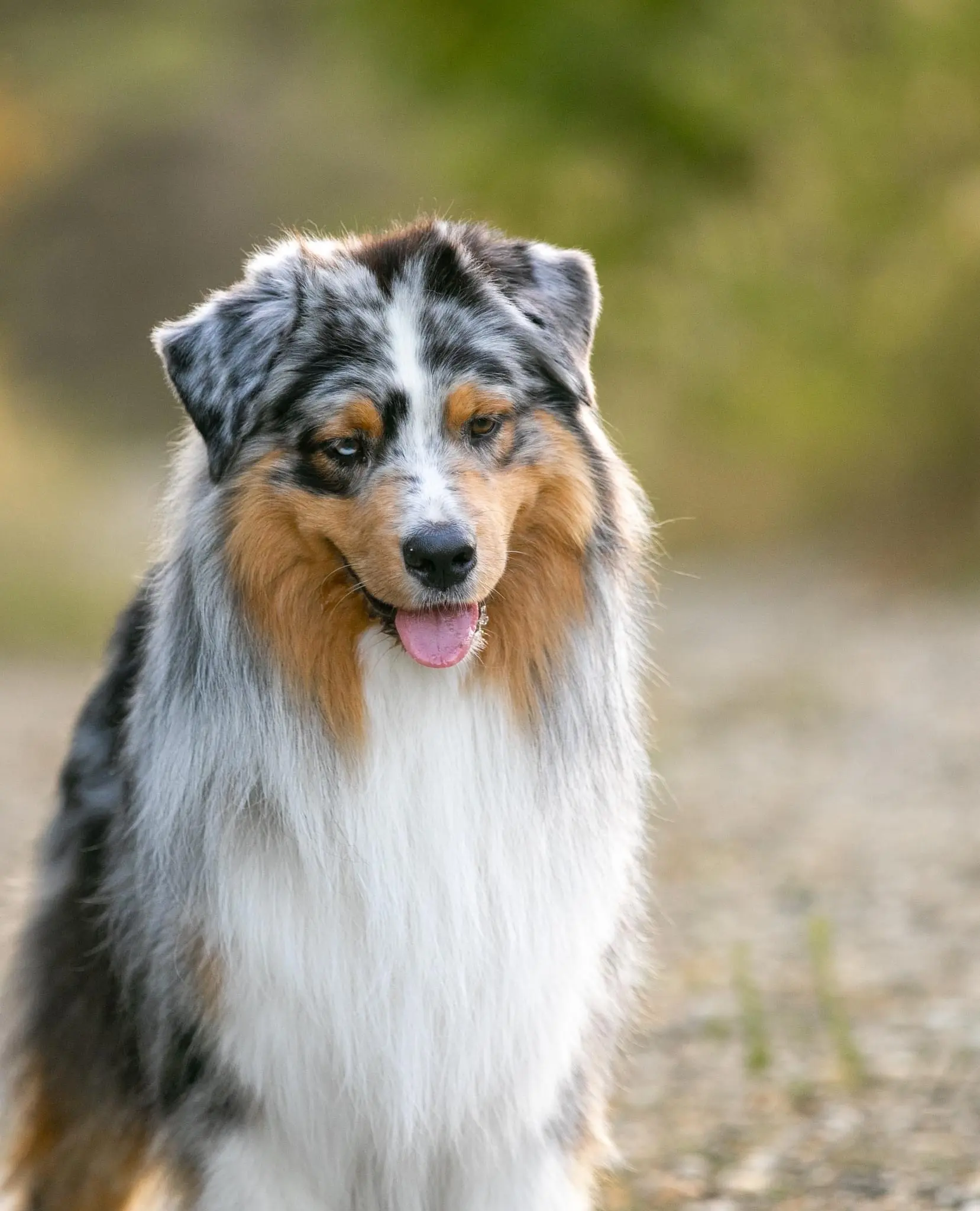 berger australien bleu merle