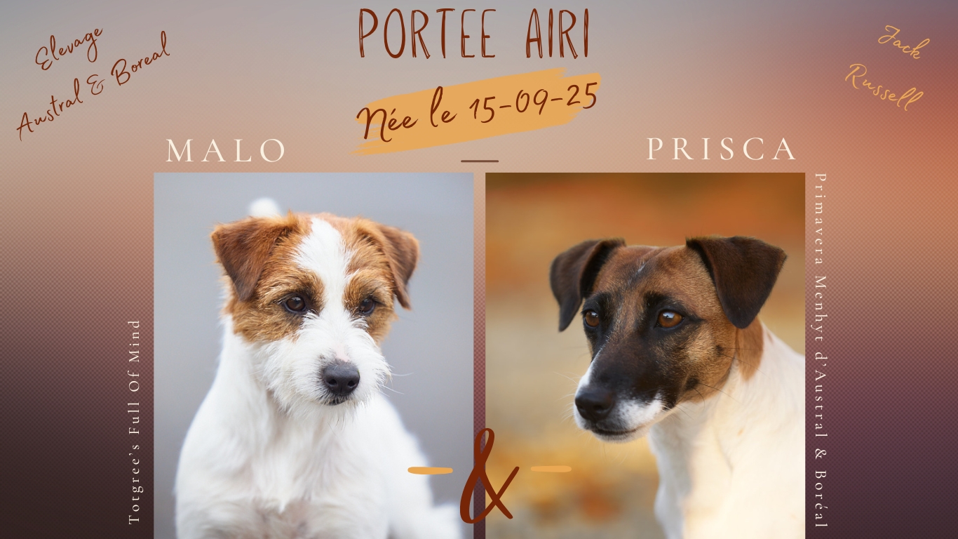 chiot jack russell présentation