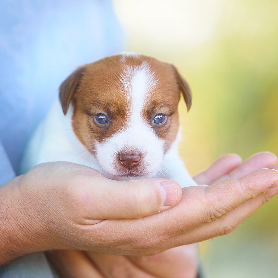 chiot jack russell LOF