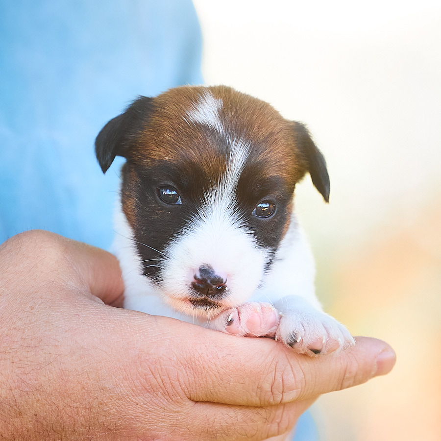 chiot jack russell LOF