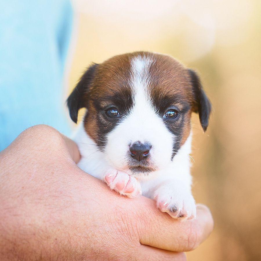 chiot jack russell LOF
