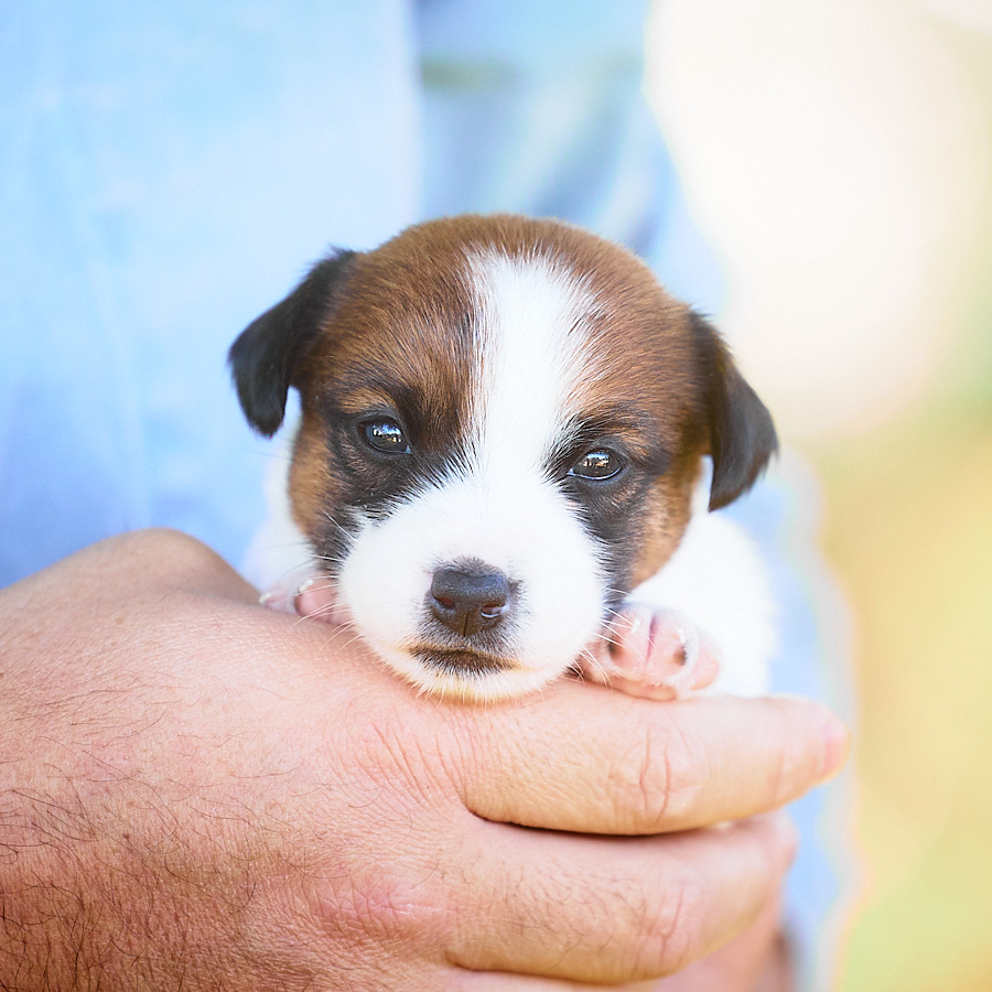 chiot jack russel lof