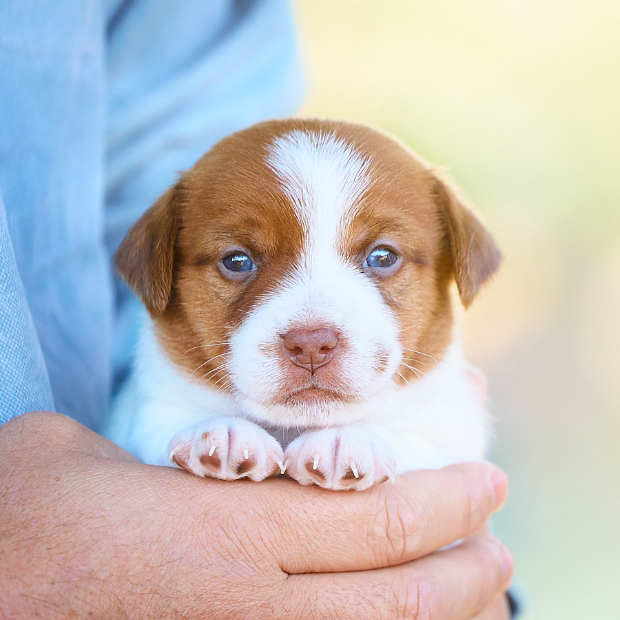 chiot jack russell LOF