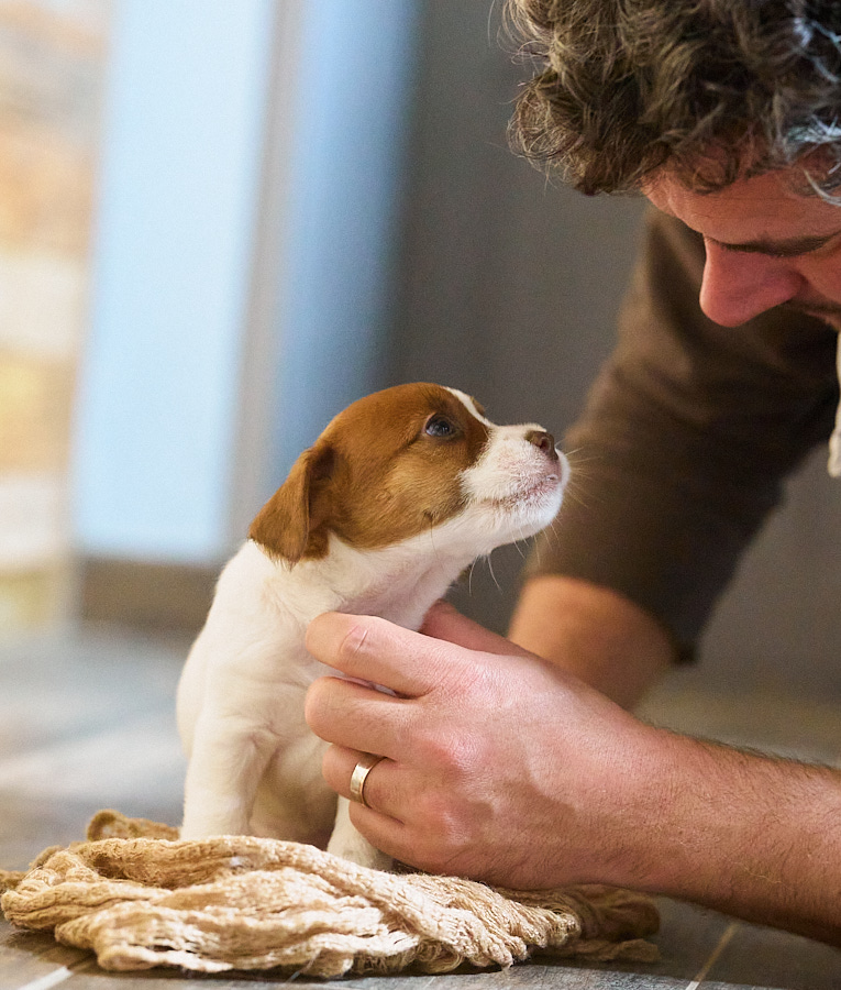 chiot jack russell foie