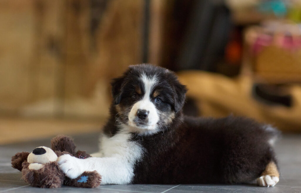 liste attente chiot berger australien