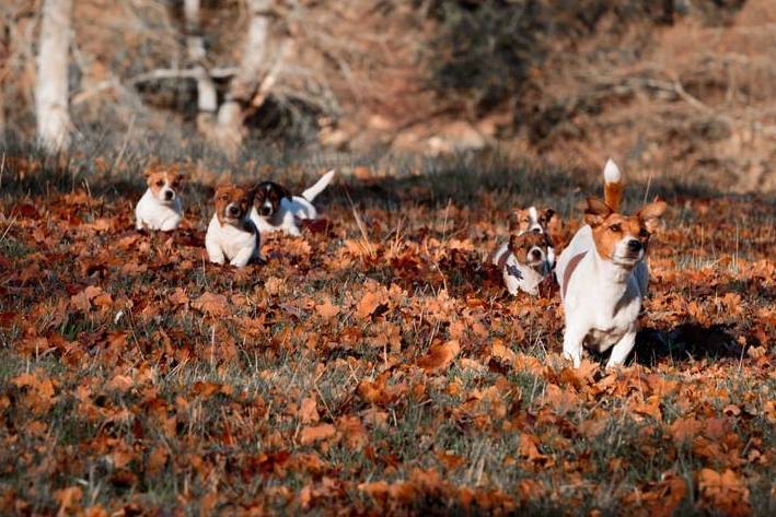 socialisation chiot jack russel elevage
