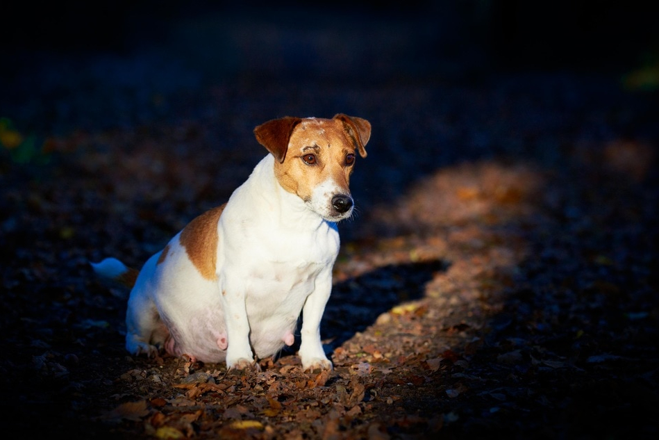 socialisation sociabilisation chiot jack russel
