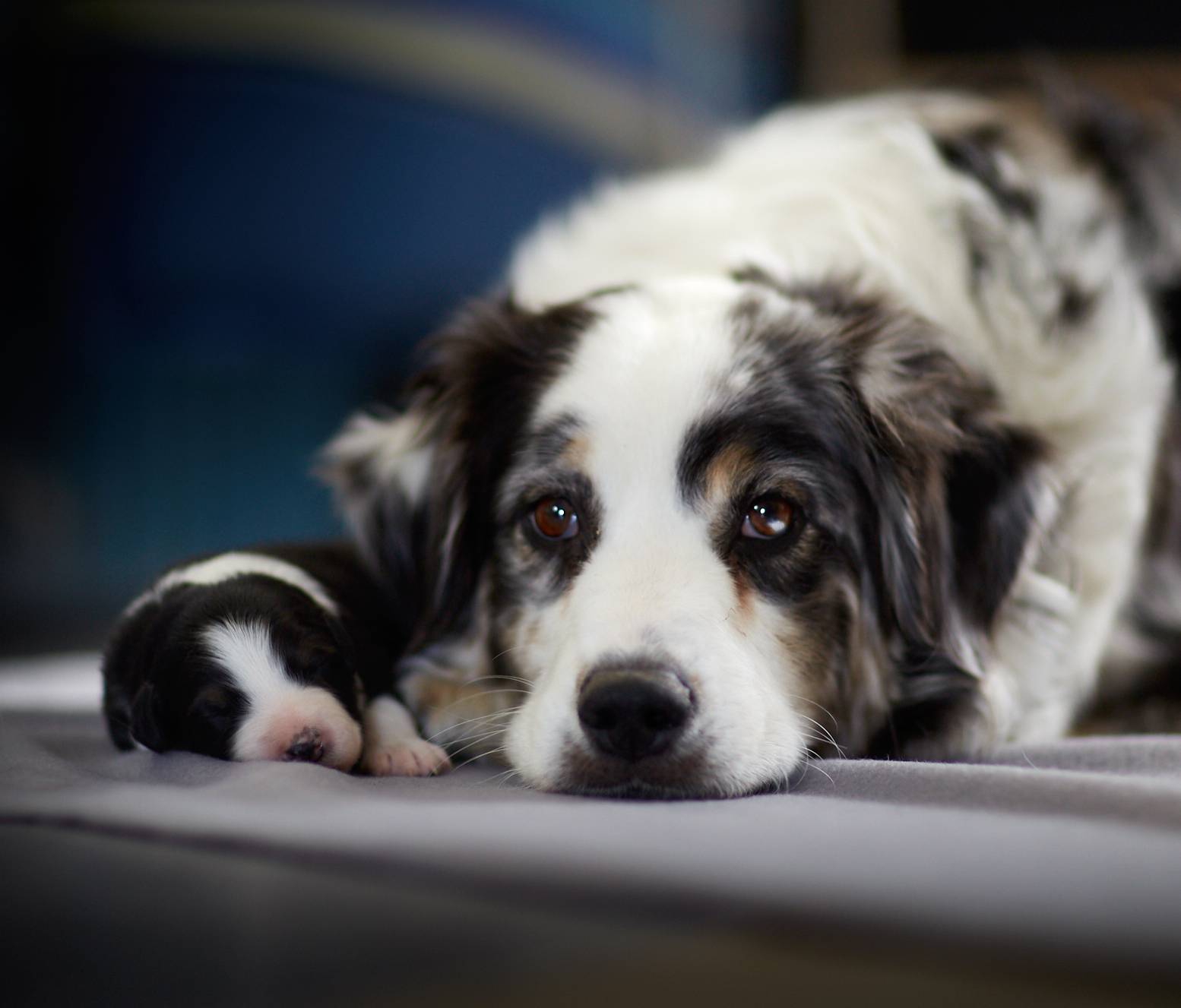 socialisation du chiot bergr australien