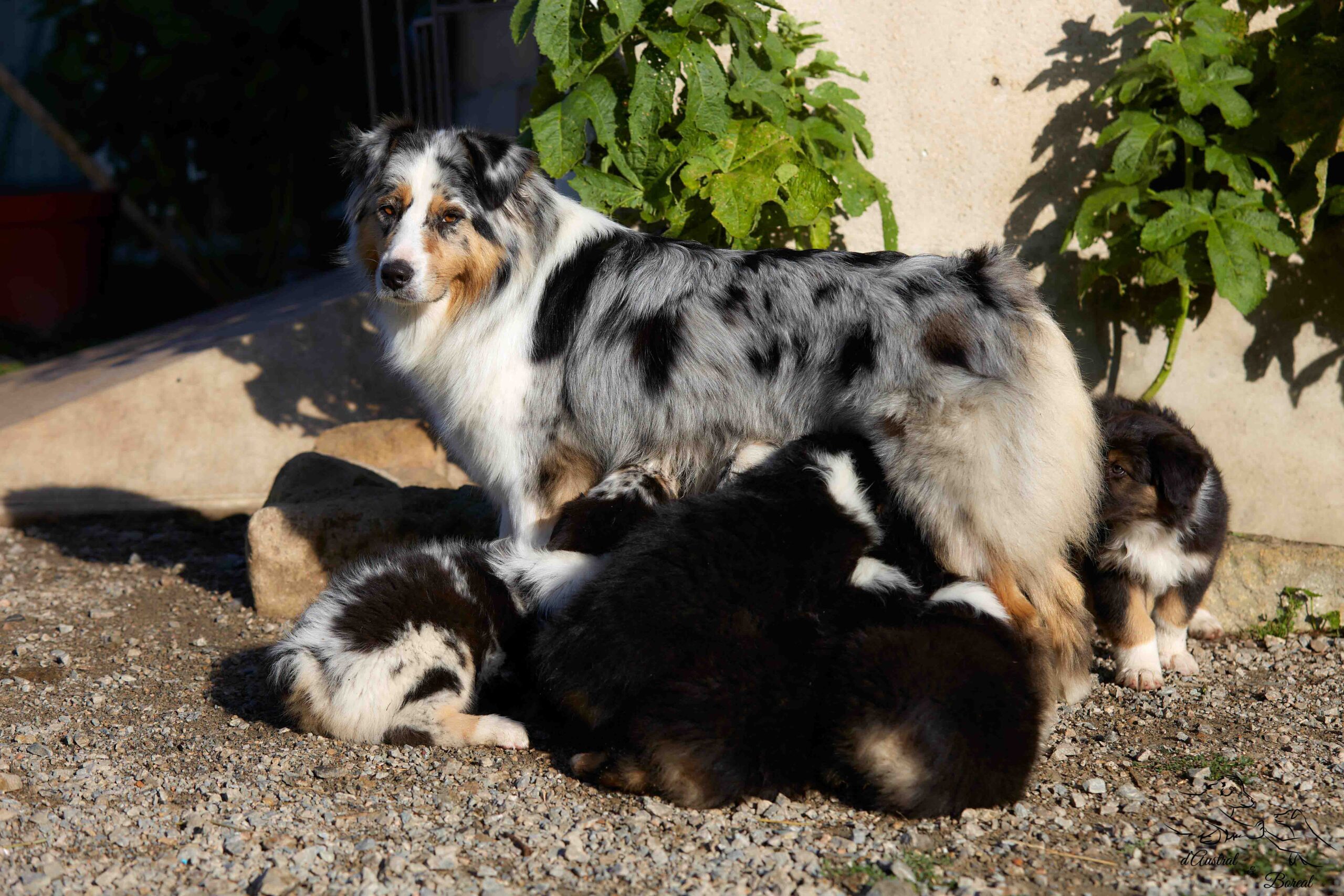 socialisation chiot berger australien elevage