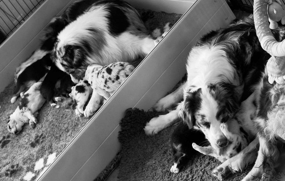 naissance chiot berger australien