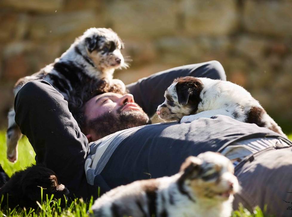 socialisation sociabilisation chiot berger australien