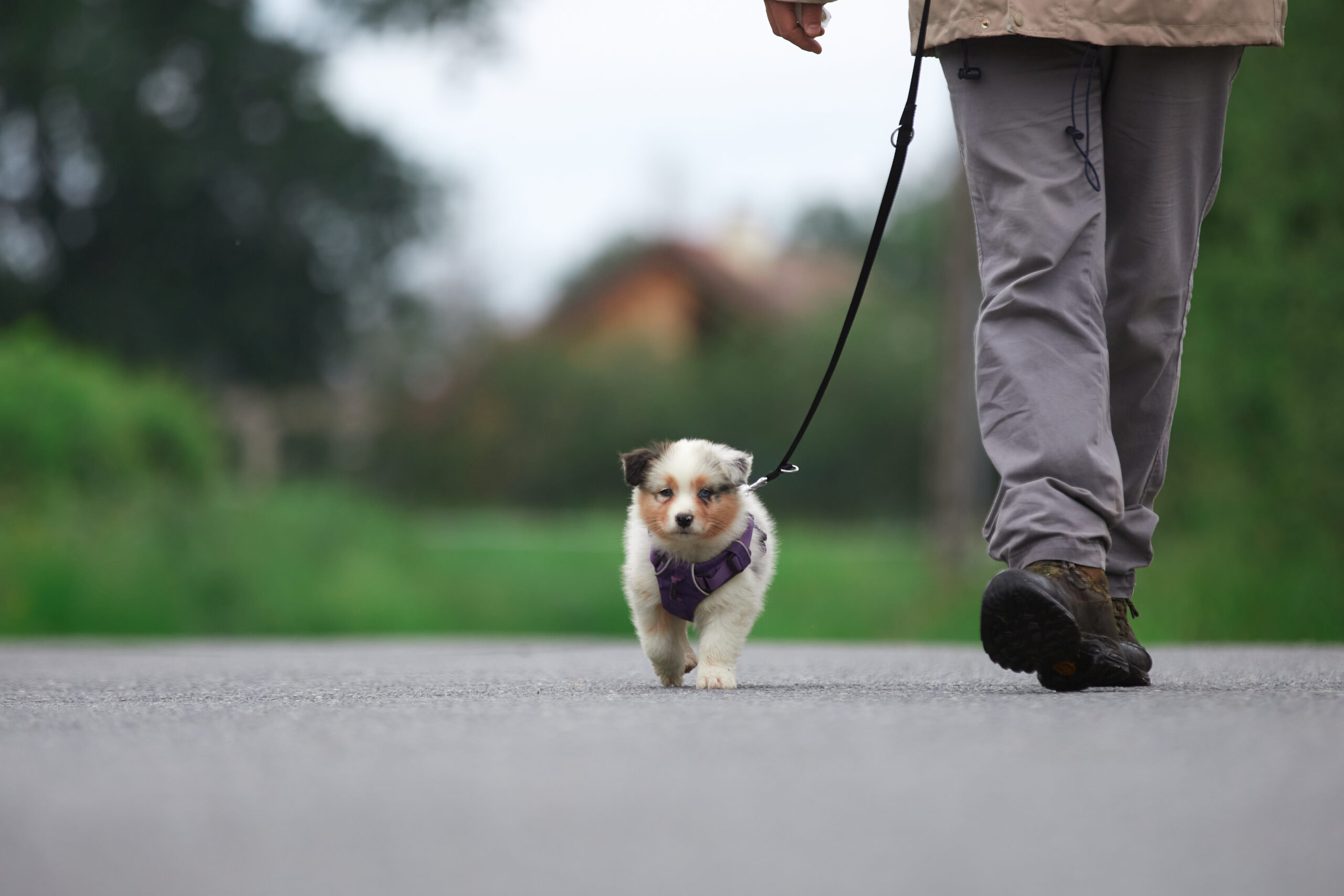 sociabilisation socialisation chiot berger australien