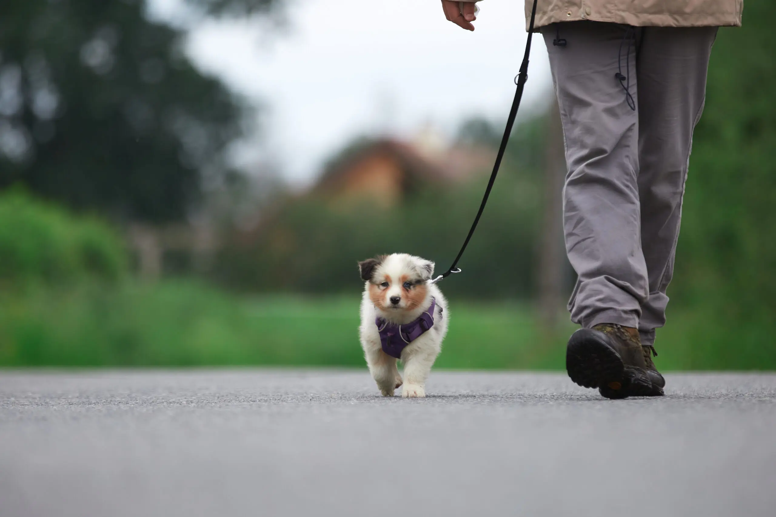 sociabilisation socialisation chiot berger australien